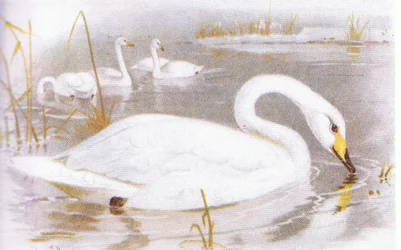 Cygne chanteur